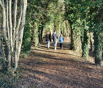 Guided Forest Walks